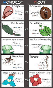Multiple alleles (abo blood types) and punnett squares for the following boxes, fill in the below information regarding each blood type. The Amoeba Sisters Do You Know Your Monocots And Dicots Here S Our