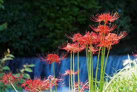 Flowers such as the sakura and chrysanthemum are national symbols of japan. September Brings With It A Sea Of Red Spider Lilies In Japan Ikidane Nippon