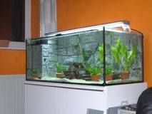 Starting an Aquarium Business