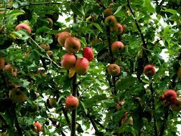Best fruit trees for sacramento. 6 Fruits And Vegetables For Your Garden In Sacramento Ca