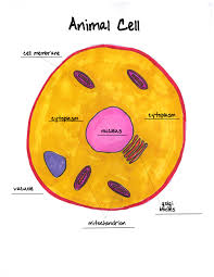 The mitochondria are the cell's powerplants, combining chemicals from our food with oxygen to create energy for the cell. It Started With A Cell Interactive Worksheet By Vanessa Sanchez Wizer Me