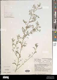 Image result for Indigofera colutea