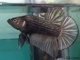 Beli ikan cupang fccp online berkualitas dengan harga murah terbaru 2021 di tokopedia! Jual Ikan Cupang Giant Copper Solid Gt14 Betta Id Ikan Cupang Betta Ikan