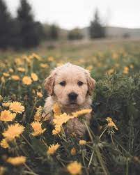 30 common dog behaviors explained. Aes Types Of Girls As Dog Breeds Pt 1