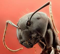 Camponotus Herculaneus Insekten Ameisen Tier Fotos