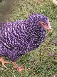Check spelling or type a new query. Weekly Progression Barred Rock Preppinwolf