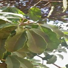 Image result for Vepris grandifolia