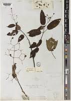 Image result for Dinophora spenneroides