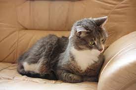 What Causes Sudden Death In Cats That Are Otherwise Healthy And Young Catster