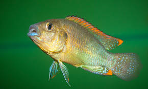 Image result for Pseudocyclosorus