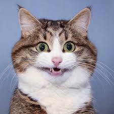 Only the best hd background pictures. Why This Cat Look So Suspicious Familiar Seananners