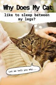 Why Cats Sleep Between Your Legs Cat Sleeping Pregnant Cat Cats Smelling
