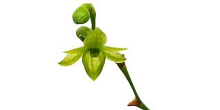 Image result for Angraecum sacciferum