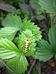 Image result for site:byggahus.se braständare