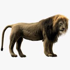 3d Lion Rigged Fur Model Lion Fur Lion Sculpture