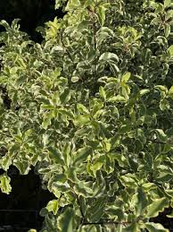 Image result for Pittosporum tenuifolium