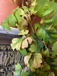 Image result for Cissus alata