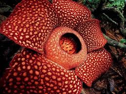 World S Largest Flower Is A Parasite That Surprisingly Exchanges Genes With Its Host Davis Found That The Host Endangered Plants Corpse Flower Large Flowers