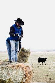 Feeding Hay On Cattle Ranch Boxwoodavenue Com Cattle Ranching Dairy Cattle Cattle Farming