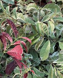 Image result for Excoecaria