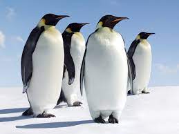 Emperor Penguin Penguin Facts And Information
