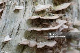 Image result for Trichaptum biforme
