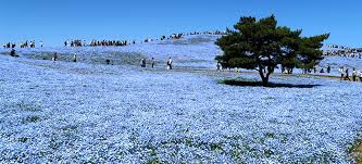 In japan, flowers are a traditional gift for both men and women. Inspiring Views Of Blue Nemophila Flowers At Hitachi Seaside Park Digjapan