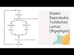 Perhatikan gambar metagenesis tumbuhan paku berikut! Siklus Hidup Tumbuhan Lumut Dan Tumbuhan Paku Kelas 9 Youtube