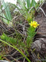 Image result for Vernonanthura polyanthes