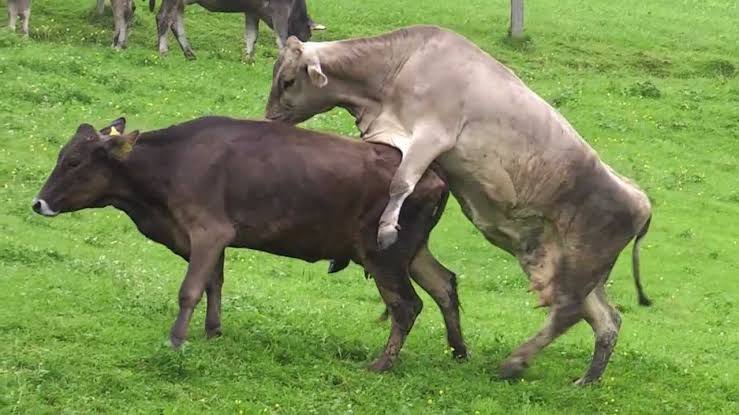 Image result for cow sex