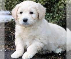 We did not find results for: View Ad Bichon Frise Golden Retriever Mix Puppy For Sale Near Maryland Glyndon Usa Adn 125452
