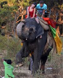 elephant rides ...
