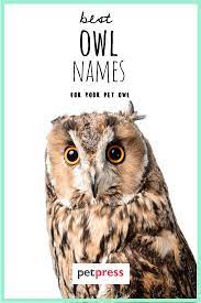 Owl Names The 300 Most Popular Names For Owls Petpress