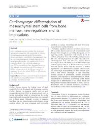 Pdf Cardiomyocyte Differentiation Of Mesenchymal Stem Cells From Bone Marrow New Regulators And Its Implications