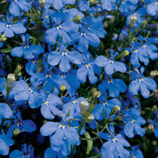 Your dark blue flowers stock images are ready. Laguna Dark Blue Lobelia Erinus Proven Winners