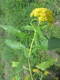 Image result for Psiadia punctulata