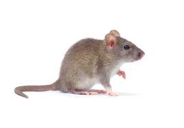 Rodents are often drawn specifically to the heating system in order to find a place of refuge from the cold. Lincoln Hvac How Rodents Can Affect Your Hvac System