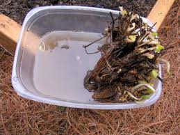 Lay each runner on top of the potting medium and anchor in place with a rock or piece of wire. How To Plant Strawberries How Tos Diy