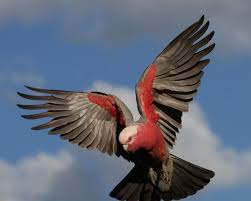 Australian Birds In Flight Images Image Result For Australian Birds In Flight Australian Birds Birds Flying Birds