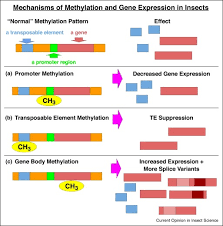 International journal of minerals, metallurgy and materials. Transgenerational Effects Of Insecticides Implications For Rapid Pest Evolution In Agroecosystems Sciencedirect