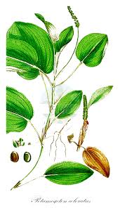 Image result for Potamogetonaceae