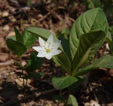 Image result for Lysimachia ruhmeriana