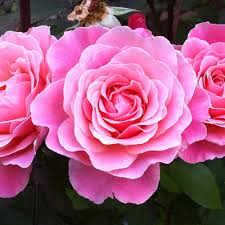 This is the first rose to appear on this new rose bush and it shows some of the wear and tear of planting and handling. Rose Tickled Pink J Parker Dutch Bulbs