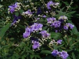 Image result for Vitex thyrsiflora
