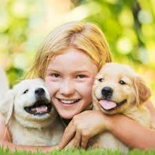 Maybe you would like to learn more about one of these? 10 Things Only Golden Retriever Owners Understand American Kennel Club