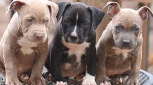 Pitbull puppy rescue los angeles. Free Baby Pitbull Puppies Pitbull Puppies