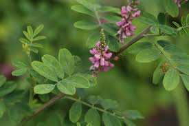 Image result for Indigofera pseudomoniliformis