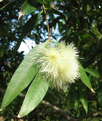 Image result for Syzygium jambos