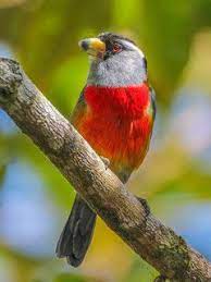 pin on birds
