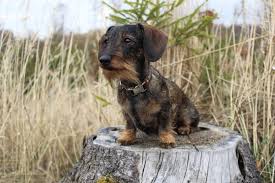 Image result for jezevčík drsnosrstý